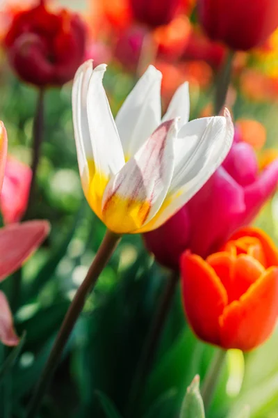 Blühende Tulpenblüten im Frühling als floraler Hintergrund — Stockfoto