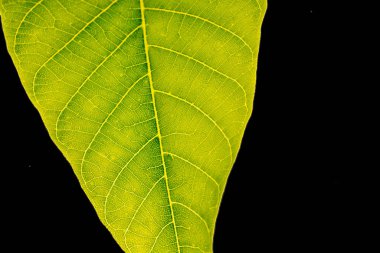 El yeşil bir yaprak tutuyor.