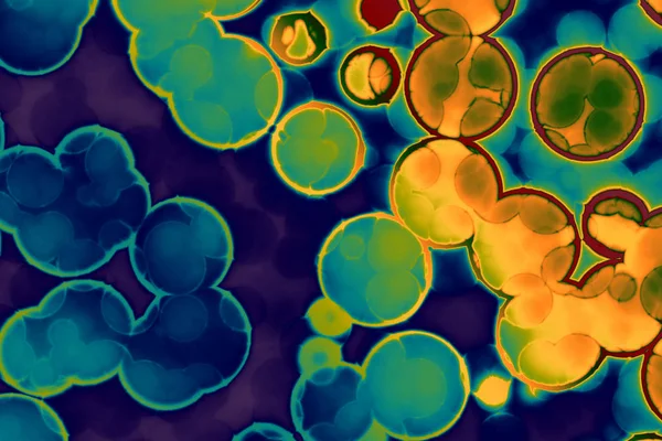 細菌の細胞の形: spirilla 細菌、細菌球菌 — ストック写真