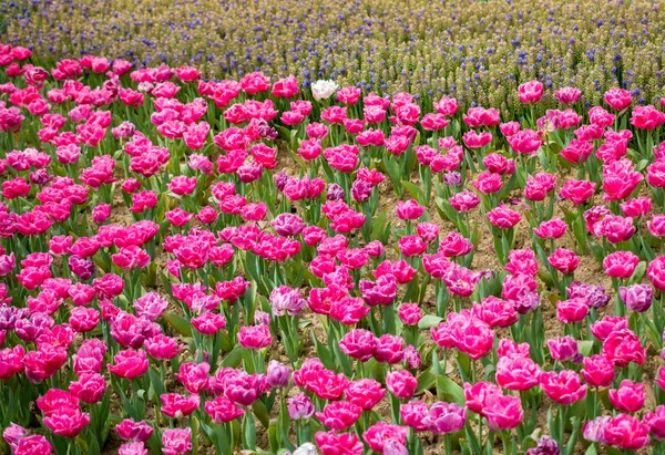 Färgglada tulpanblommor blommar i trädgården — Stockfoto