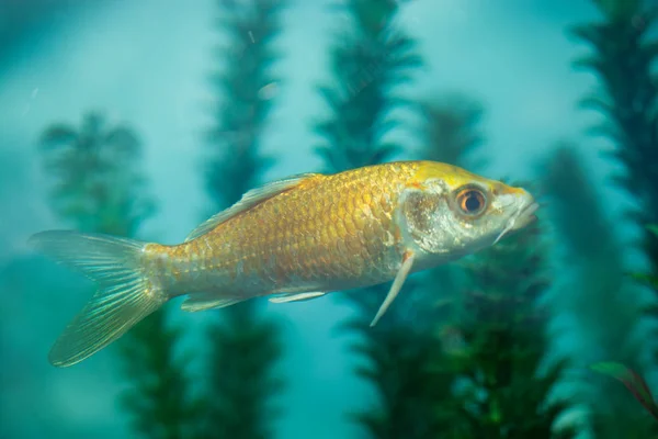 Colorful fish swimming in aquarium — Stock Photo, Image