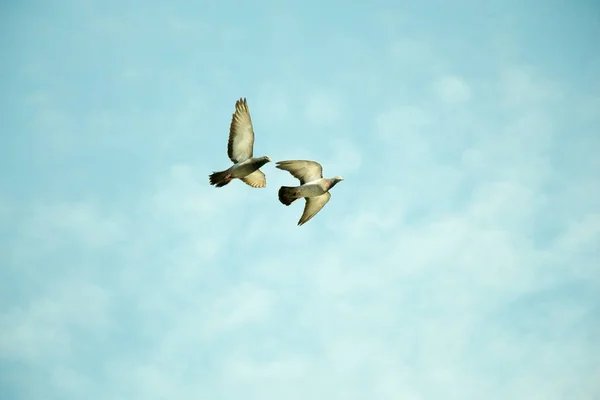 Голуби-близнецы летят в воздухе — стоковое фото
