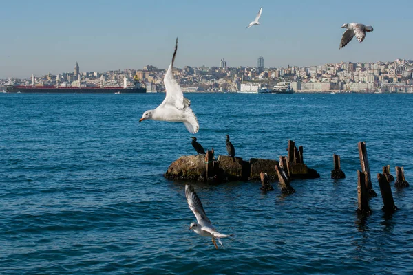 Gaivotas voando no céu de Istambul da Turquia — Fotografia de Stock