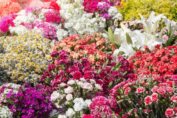 Fioritura bellissimi fiori naturali colorati in vista — Foto Stock