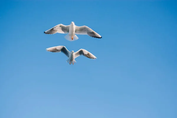Par de gaivotas voando no céu — Fotografia de Stock