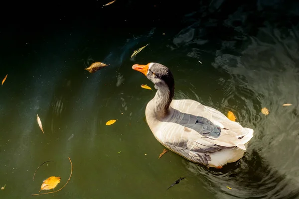 Yaban ördeği gölette yüzüyor — Stok fotoğraf