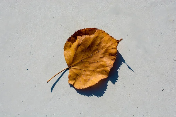 Una hoja seca separada a la vista — Foto de Stock