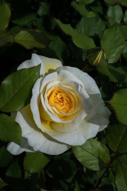 Güzel renkli gül çiçek arka planda çiçeklenme