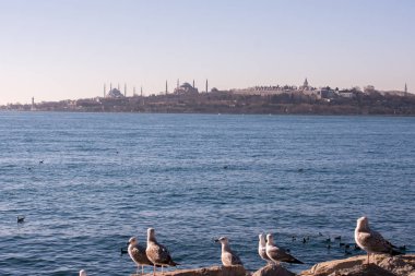 Martılar deniz sularında kaya üzerinde