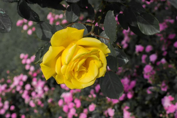 Zbliżenie Kwitnącego Krzewu Róży — Zdjęcie stockowe