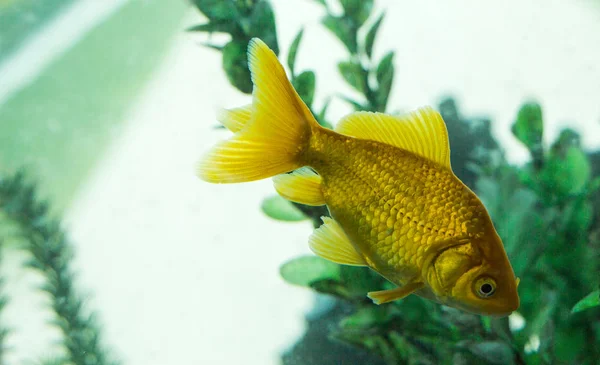 Beaux poissons dans l'aquarium — Photo