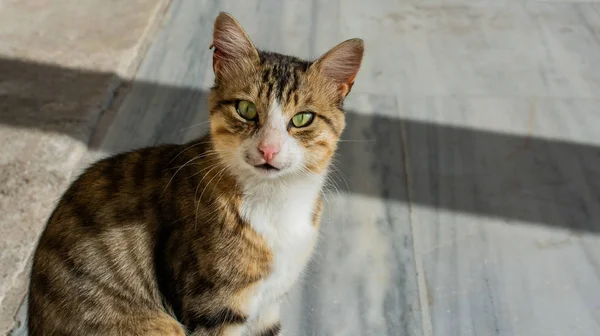 Porträtt av söt vacker kattunge som husdjur — Stockfoto