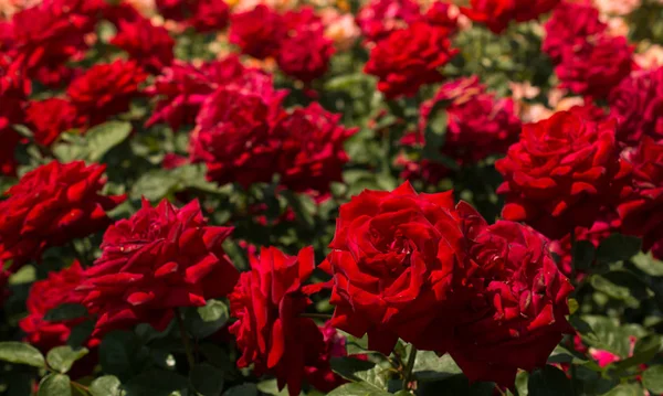 Virágzó gyönyörű vörös színű csokor rózsa a kertben — Stock Fotó