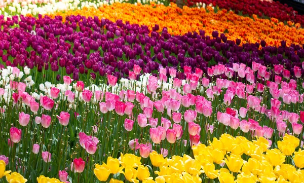 Fioritura fiori di tulipano colorati come sfondo floreale — Foto Stock