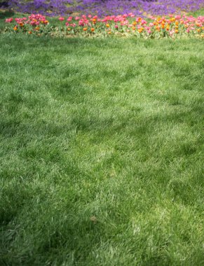 Yeşil çim doku arka plan, Yeşil çim