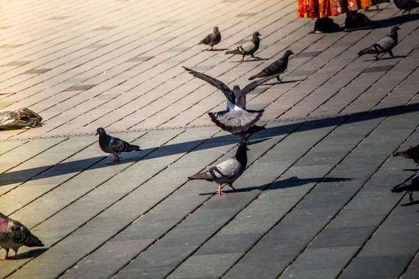 素敵な野生のハトの鳥は都市環境に住んでいます — ストック写真