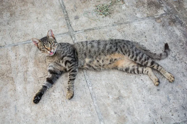 Retrato de bonito gatinho bonito como animal doméstico — Fotografia de Stock