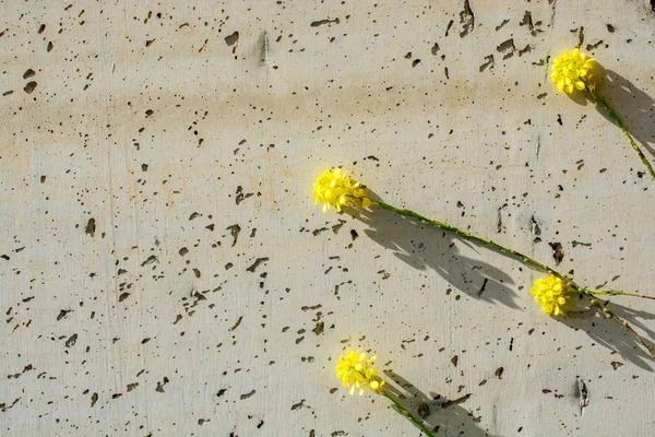 Kleurrijke bloeiende wild Lentebloemen in beeld — Stockfoto