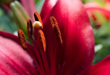Makro görünümü güzel lily çiçek çiçeklenme