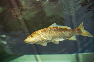 Akvaryumdaki güzel balıklar 