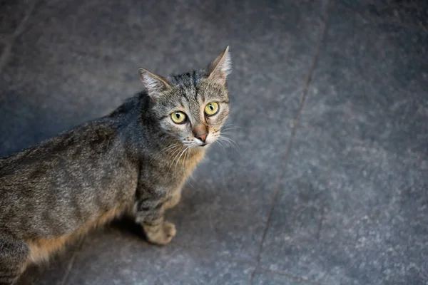 Portrait of cute beautiful cat as domestic animal — 스톡 사진