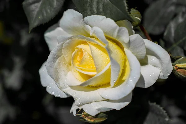 Close Van Bloeiende Rozenstruik — Stockfoto