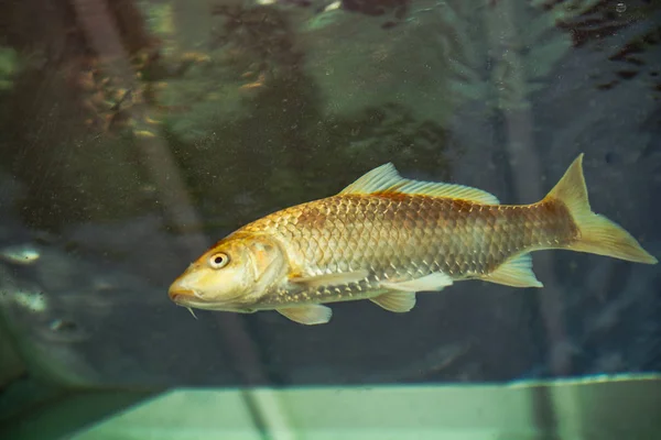 Beautiful fish in the aquarium — Stock Photo, Image