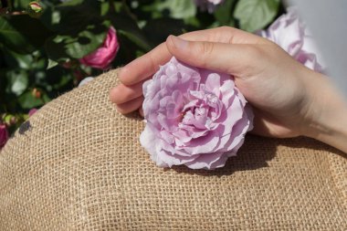 Elindeki güzel taze gül
