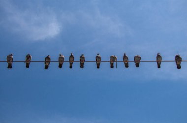 Tel gökyüzü arka plan ile güvercin tünemiş
