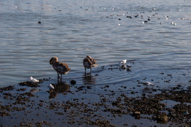 Martı ayakta deniz kıyısında