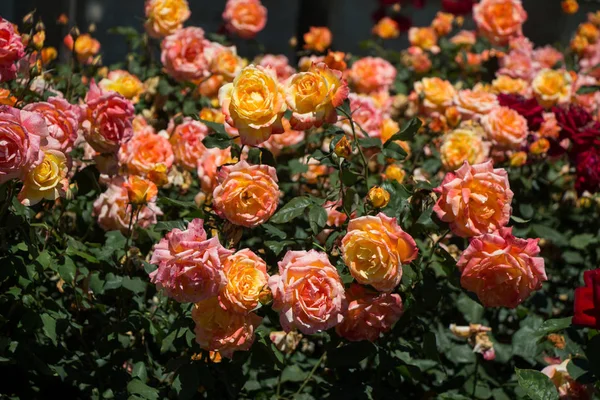 Bunte Rosen im Rosengarten — Stockfoto