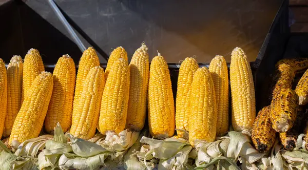 Много органических очищенных колосьев кукурузы после осенней жатвы . — стоковое фото