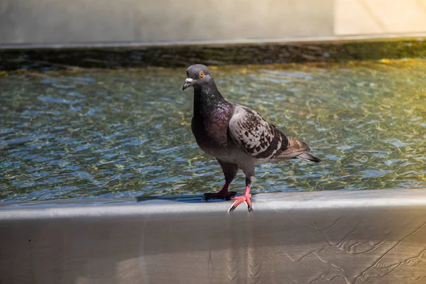 Paloma junto al agua potable de la fuente en el parque de la ciudad — Foto de Stock