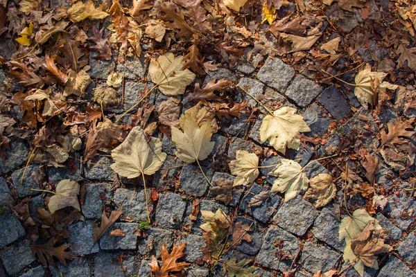 Hnědé listy textury a pozadí. Textura pozadí suchého listí — Stock fotografie