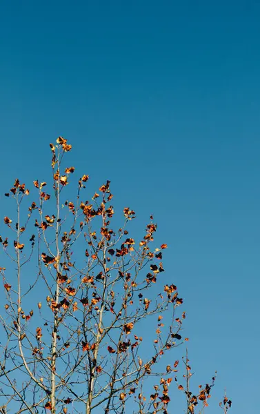 Bovenaanzicht boom laat met takken groeien in botanische park — Stockfoto