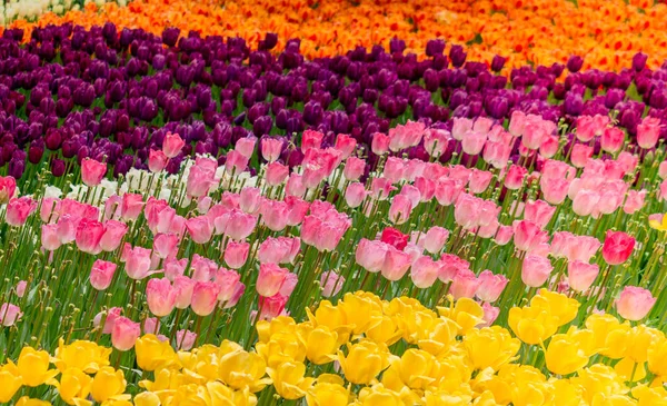 Kleurrijke tulpenbloemen bloeien in de tuin — Stockfoto