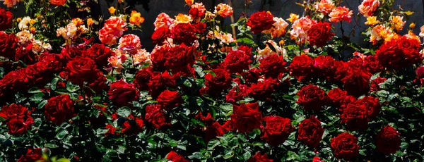 Beautiful fresh roses as a spring backgroun — Stock Photo, Image
