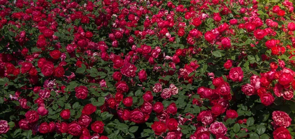 Kvetoucí krásná červená barva svazek růží v zahradě — Stock fotografie