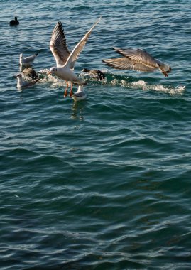 Deniz kuşları gibi martılar deniz suyunun üzerinde ve üzerindedir.
