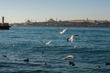 İstanbul 'da gökyüzünde uçan martılar