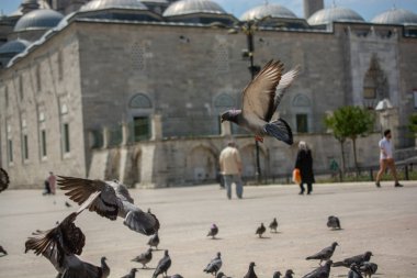 People around the Hungry flock  of pigeons feeding in the street