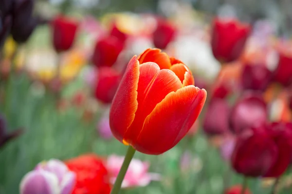 Flor de tulipán colorido en el jardín — Foto de Stock