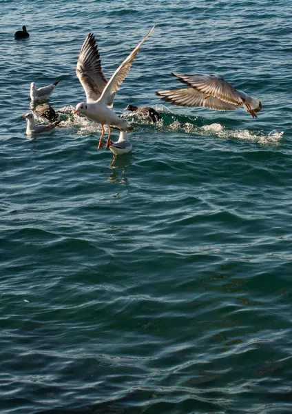 Las gaviotas como aves marinas están sobre y sobre el agua de mar — Foto de Stock