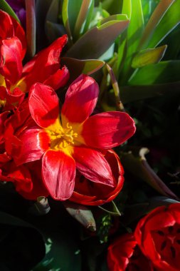 Kartpostal güzellik tasarımı için güzel laleler