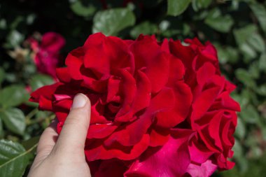 Bahar bahçesinde gül tutan el