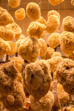 Deniz süngerleri asılı topluluğu 