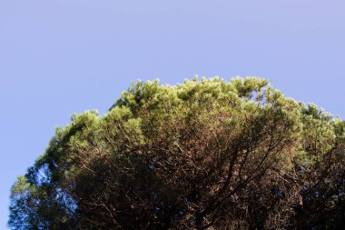 Üstten Görünüm ağaç dalları botanik Park'ta büyüyen ile yaprak