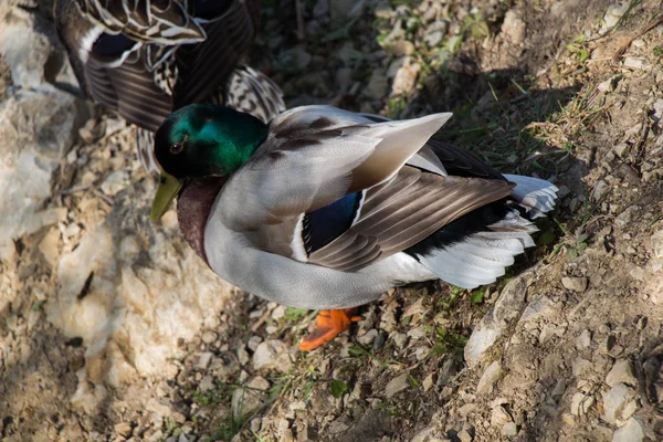 Divoké kachny vedle rybníka — Stock fotografie