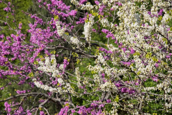 Bunt blühende wilde Frühlingsblumen im Blick — Stockfoto