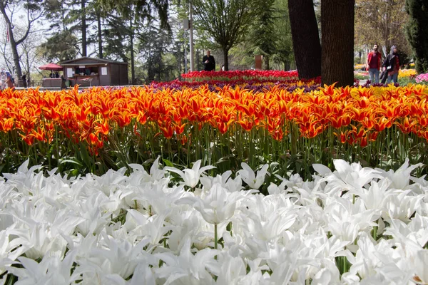 春天绽放郁金香花作为花卉背景 — 图库照片